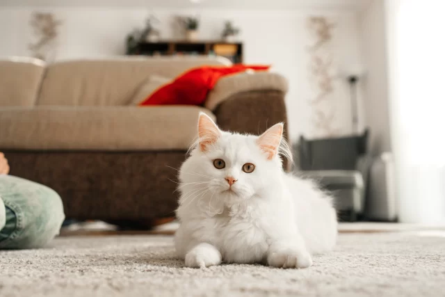 a-cute-fluffy-white-kitten-lies-on-the-floor-and-staring-at-the-camera