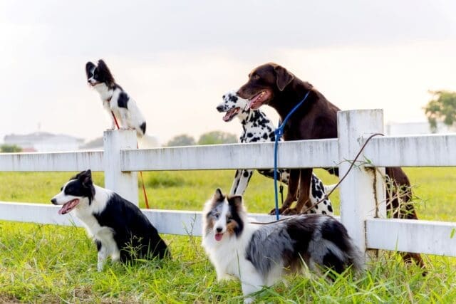 group-of-different-type-dogs-stand-near-garden-fence-