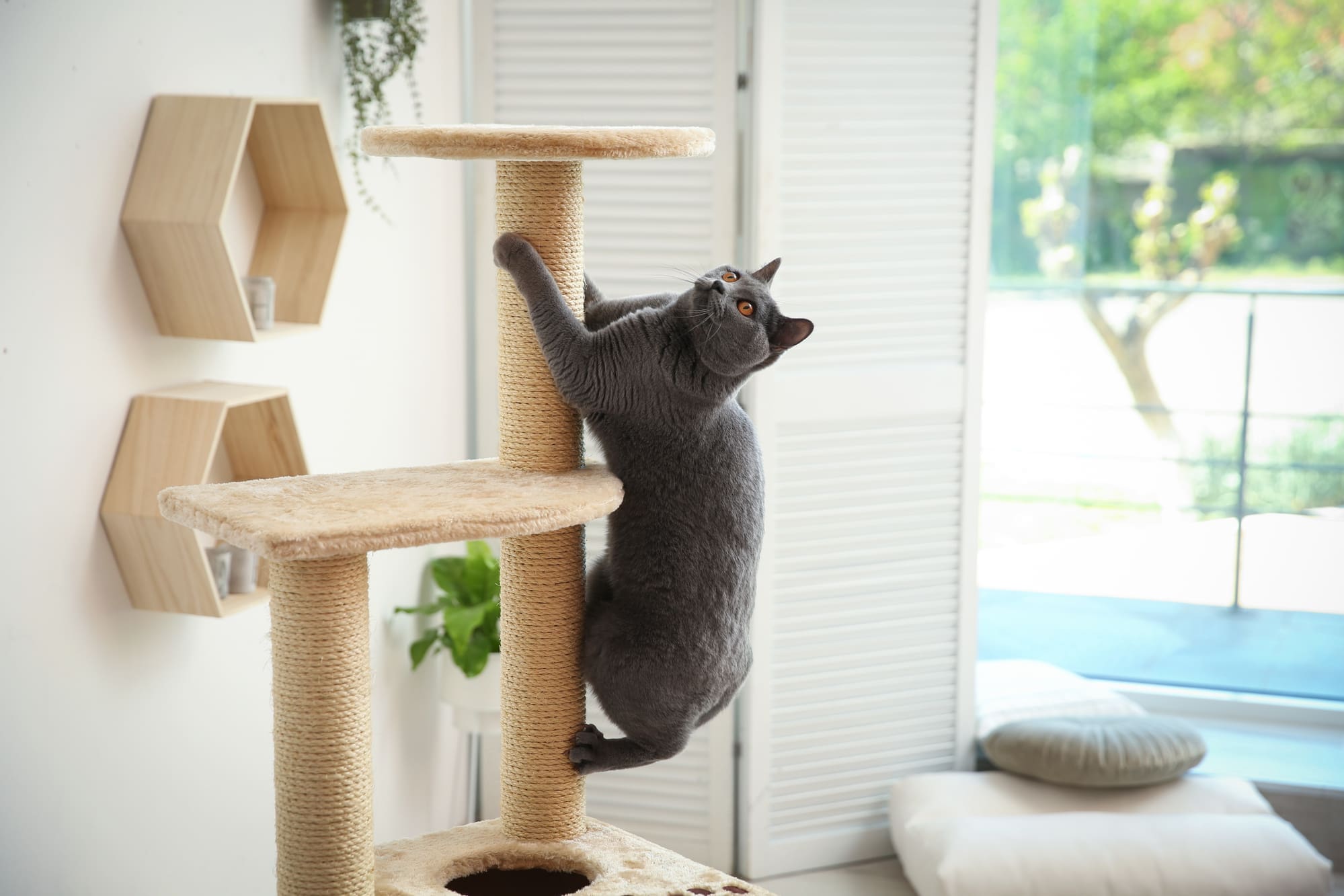 Cute pet on cat tree at home-DIY Pet Projects