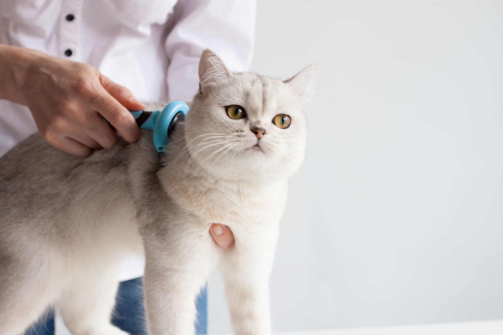 4 Key Pet Health and Wellness Tips to Keep in Mind