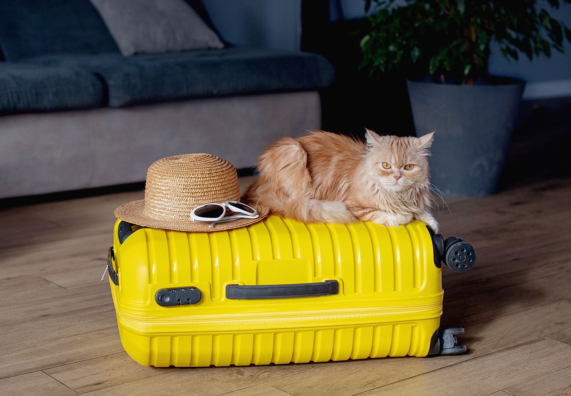 Traveling with Pets: Your Guide to Planning a Happy Trip