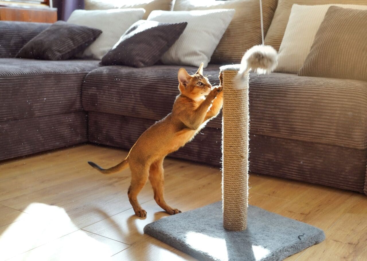 Abyssinian cat using a scratching post in a living room