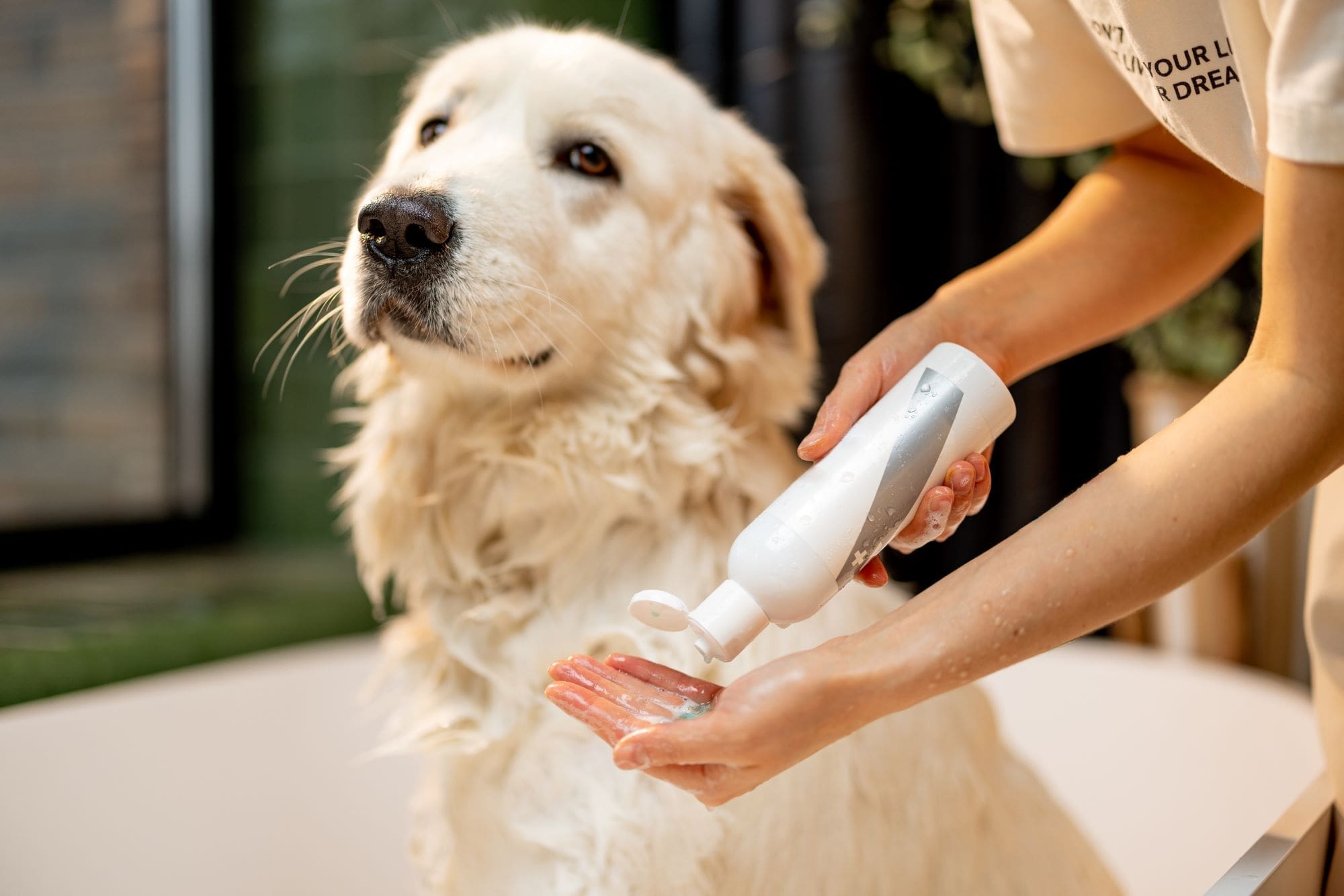 DIY Pet Care: Grooming Tips and Tricks for a Healthy, Happy Companion