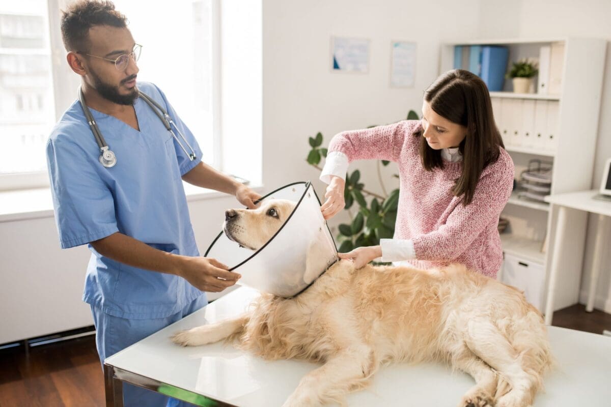 Preparing for medical treatment-Why It's Important to Spay and Neuter Your Pets
