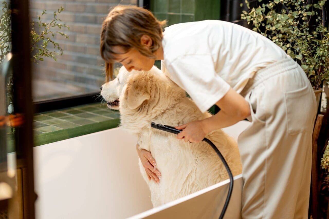 Woman washes her dog in bathtub at home