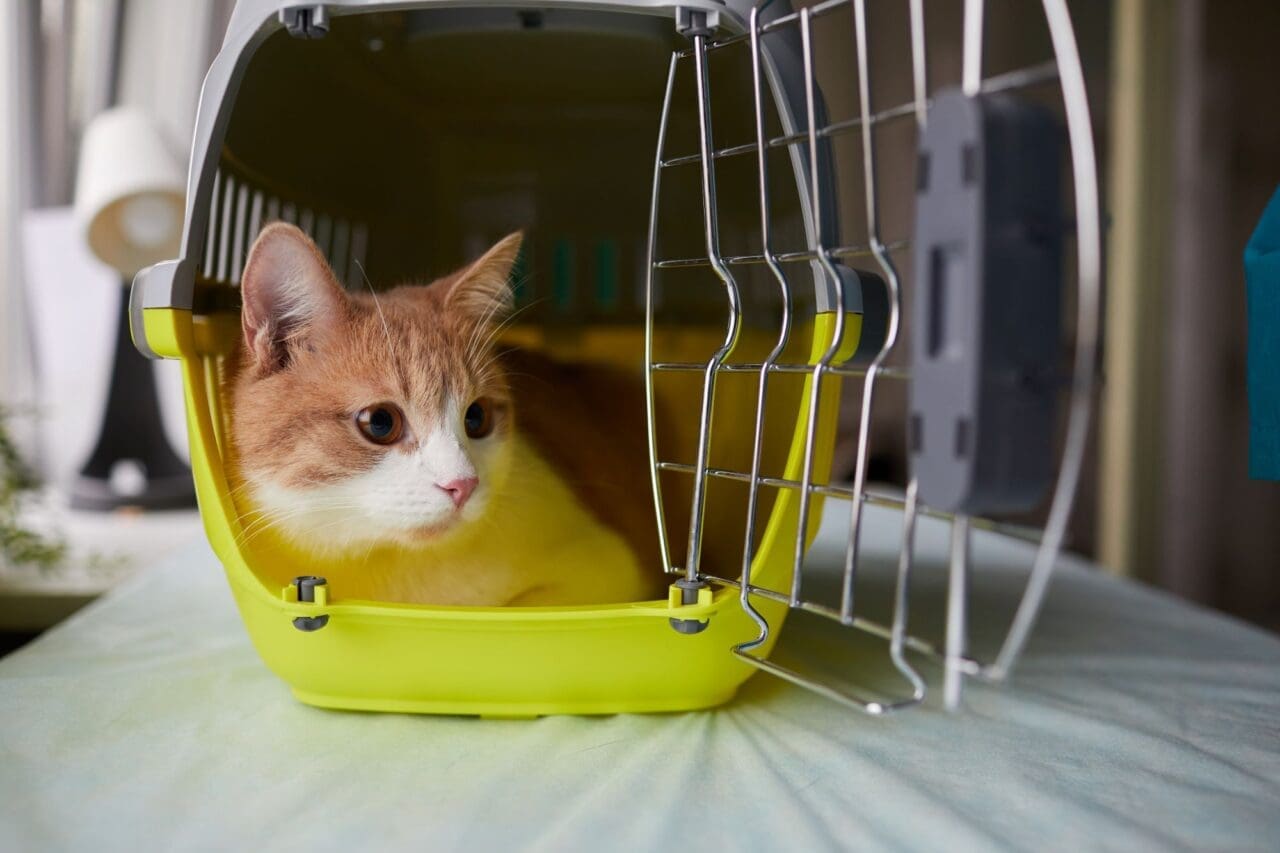 Cat sitting in the carrier cage