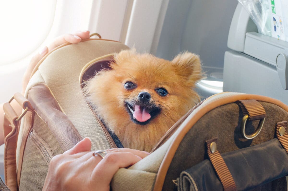 small dog pomaranian spitz in a travel bag on board of plane-Airline-Approved Pet Carriers