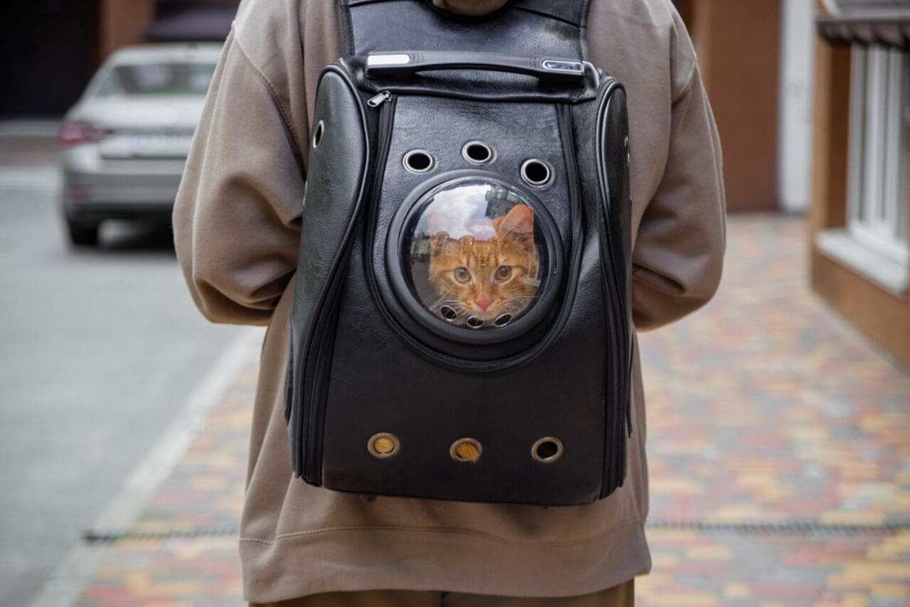 cat carrier backpack with red cat walking on street
