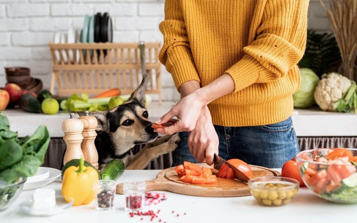 Front view of female hands making salad and giving a piece of a vegetable to a dog-Holistic Pet Care