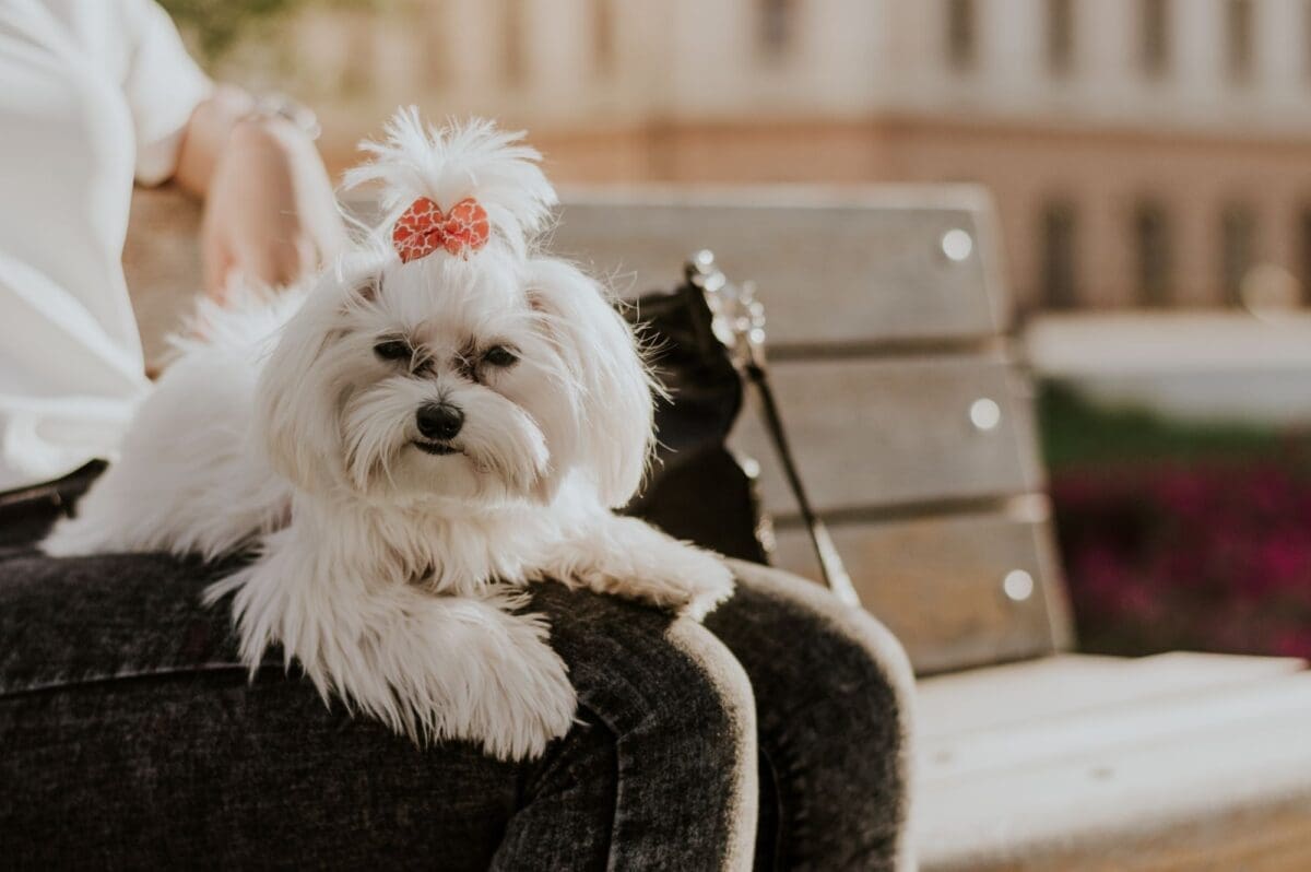 8 Hypoallergenic Dog Breeds for Allergy Sufferers